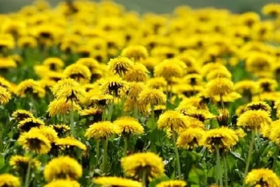Dandelions jigsaw puzzle