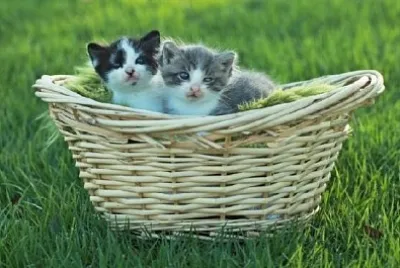 Korg med små kattungar utomhus