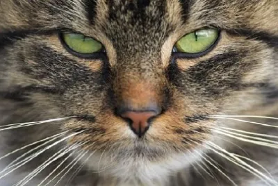 Kattögon på nära håll