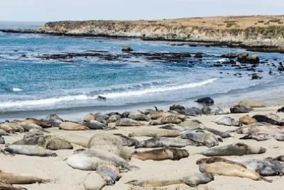 Colonia de elefantes marinos