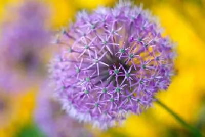 Красиво пролетно цвете