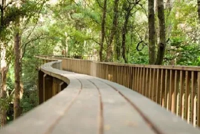 ニュージーランドの森の歩道橋