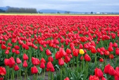 Pole czerwonych tulipanów