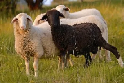 Oveja Blanca y Negra