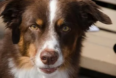 Yeux de berger australien