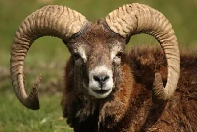 Muflón con cuernos
