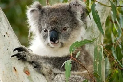 Koala en Kangaroo Island, Australia