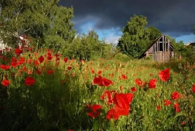 ポピーの上の嵐の雲