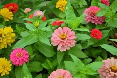 美しい百日草