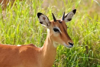 湯姆森·加澤爾