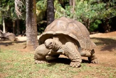 Una tortuga caminando