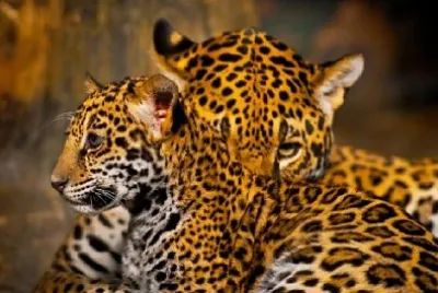 פאזל של גורי יגואר