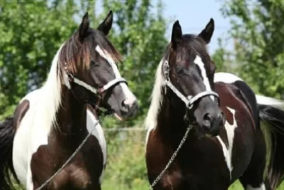 Два коня с халтери