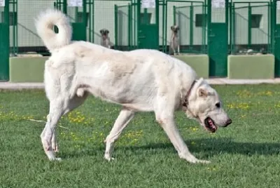 大きなアクバシュ犬