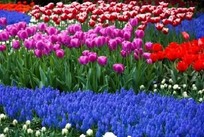 咲くチューリップの花