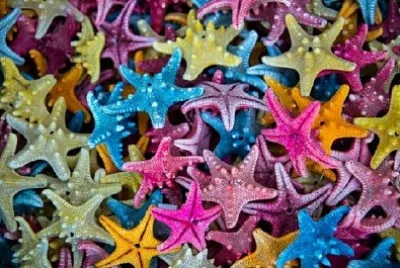 Морска звезда