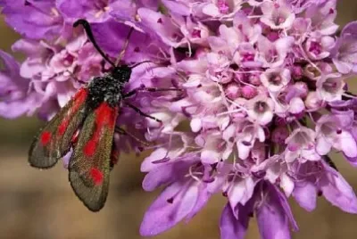 Ćma Burnet