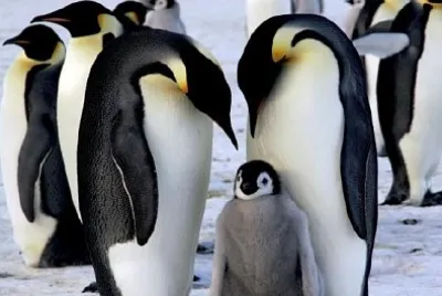 Pinguini imperatore con pulcino