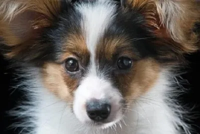 Young Papillon Pup jigsaw puzzle