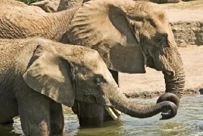 Two Elephants Playing in the Water jigsaw puzzle