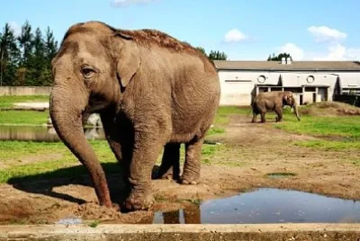 Elephants on a Farm jigsaw puzzle