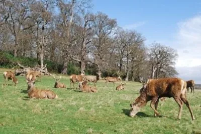 Herd of Stags jigsaw puzzle