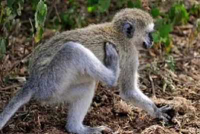 Velvet Monkey jigsaw puzzle