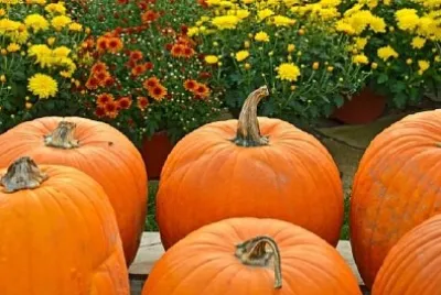 秋の菊とカボチャ