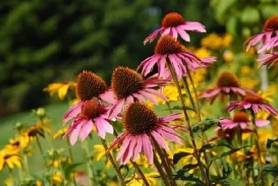 Fleurs d'échinacée pourpre