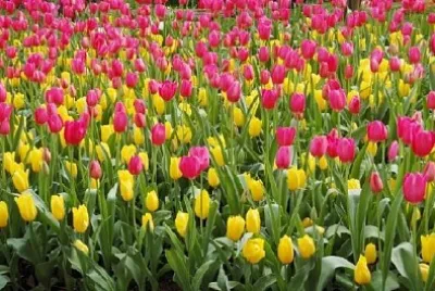 春の花