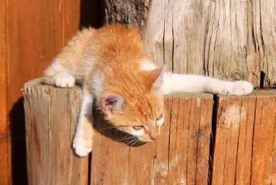 レッジの赤い子猫