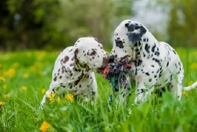 2匹のダルメシアンの子犬
