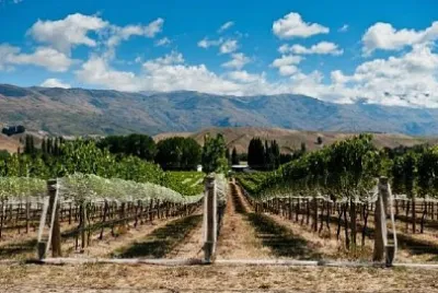 Vignoble de Gibbston Valley, Californie, USA