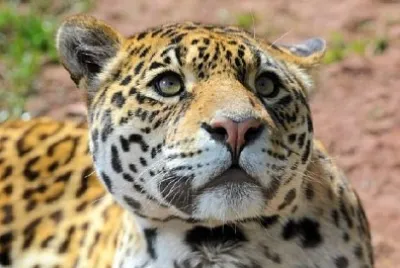 פאזל של יגואר מסתכל למעלה