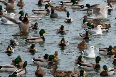 Gabbiano e anatre