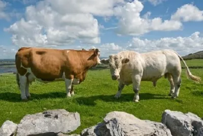White Bull und Brown Cow