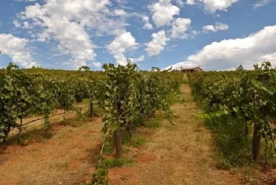 Vignoble avec maison
