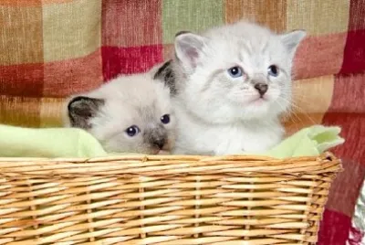 Two Kittens in a Basket jigsaw puzzle
