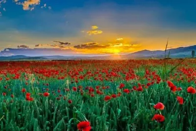 Red Poppies jigsaw puzzle