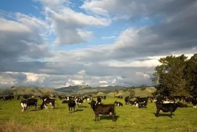 Rebanho de vacas leiteiras da Nova Zelândia