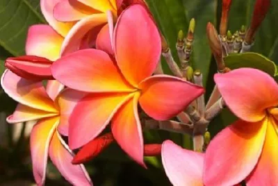 Frangipani jigsaw puzzle