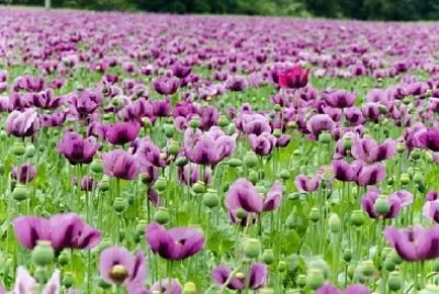 Purple Poppies jigsaw puzzle