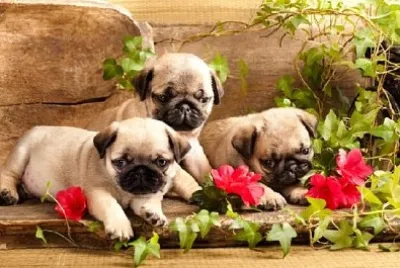 Pug Puppies and Flowers jigsaw puzzle