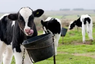 リトルカーフイーティング