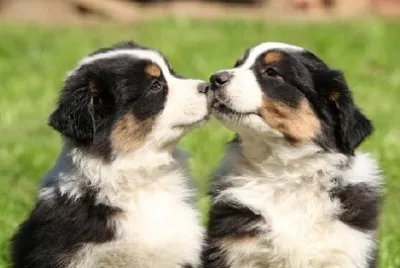 2匹のオーストラリアンシェパードの子犬