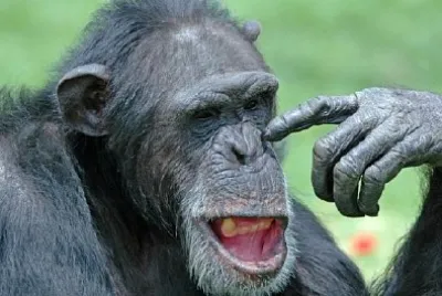 Chimpance