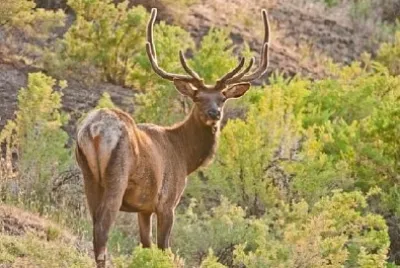 Bull Elk dans la forêt