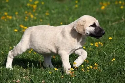 遊ぶ若いカンガル犬
