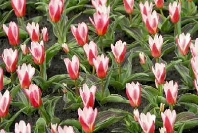 植物のチューリップ
