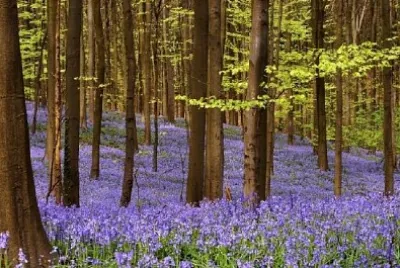Blommor i skogen